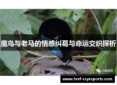 魔鸟与老马的情感纠葛与命运交织探析